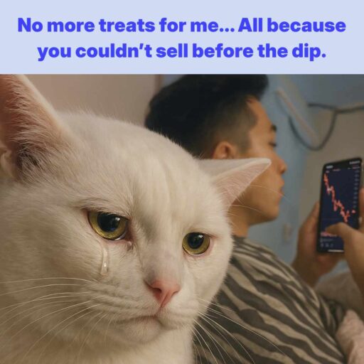 Cat Crypto Dip Meme